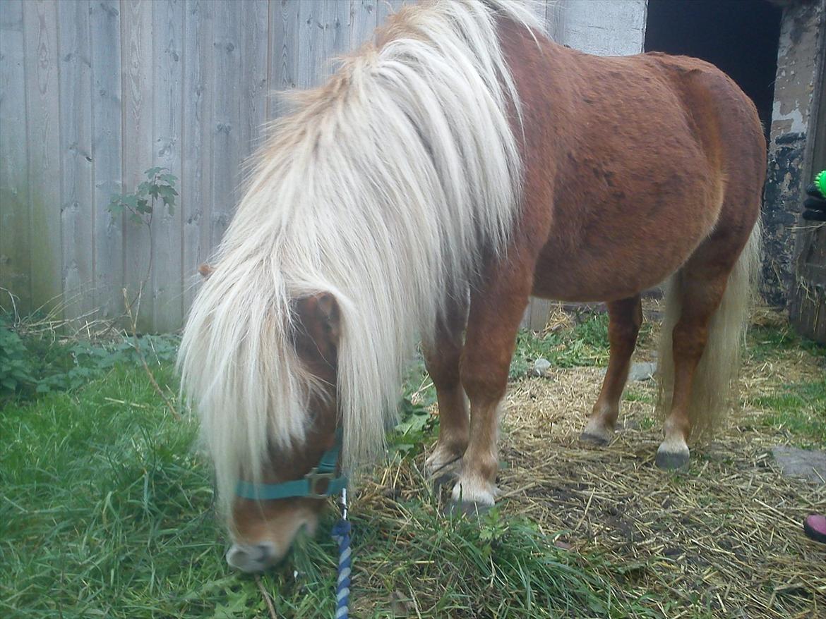 Shetlænder Futte billede 4