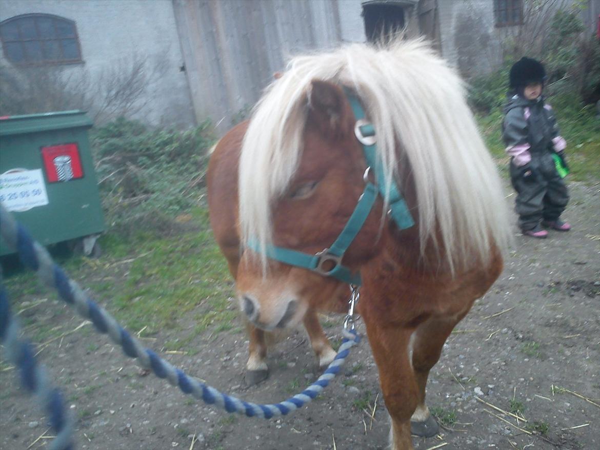Shetlænder Futte billede 5