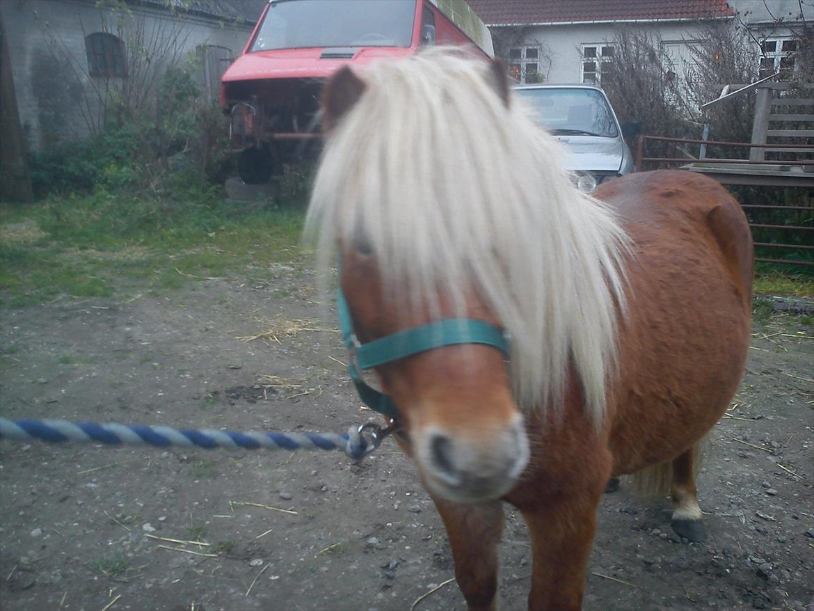 Shetlænder Futte billede 6