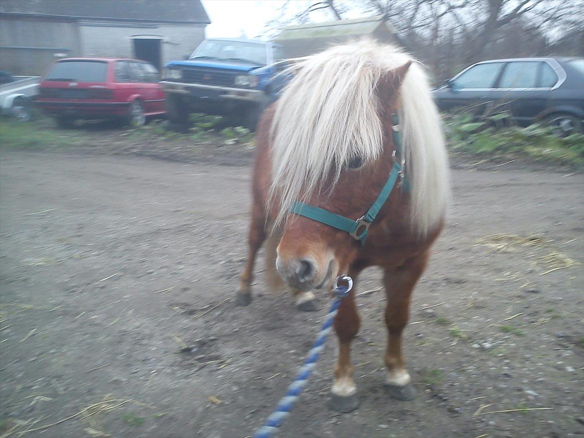 Shetlænder Futte billede 10
