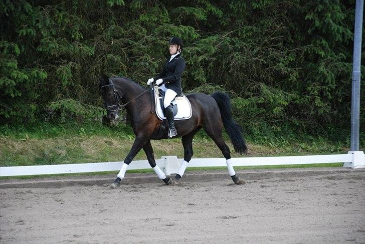 Pinto Monet billede 16