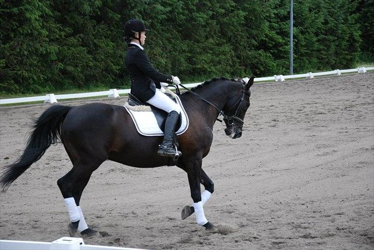 Pinto Monet billede 17