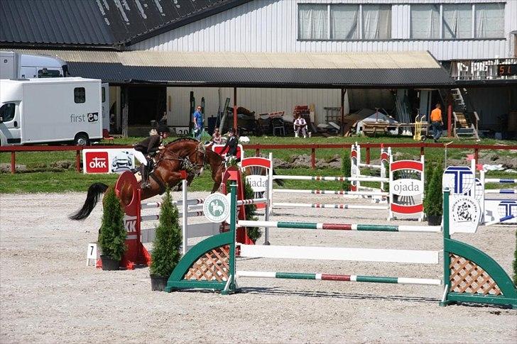 Tysk Oldenburger Witches Touch of Darcito  - Darcito i norge, La billede 12