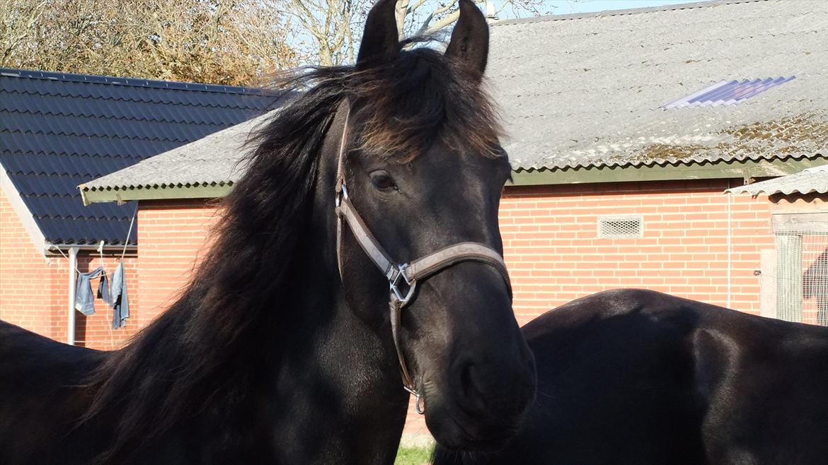 Frieser Frig - smukke Frig  billede 1