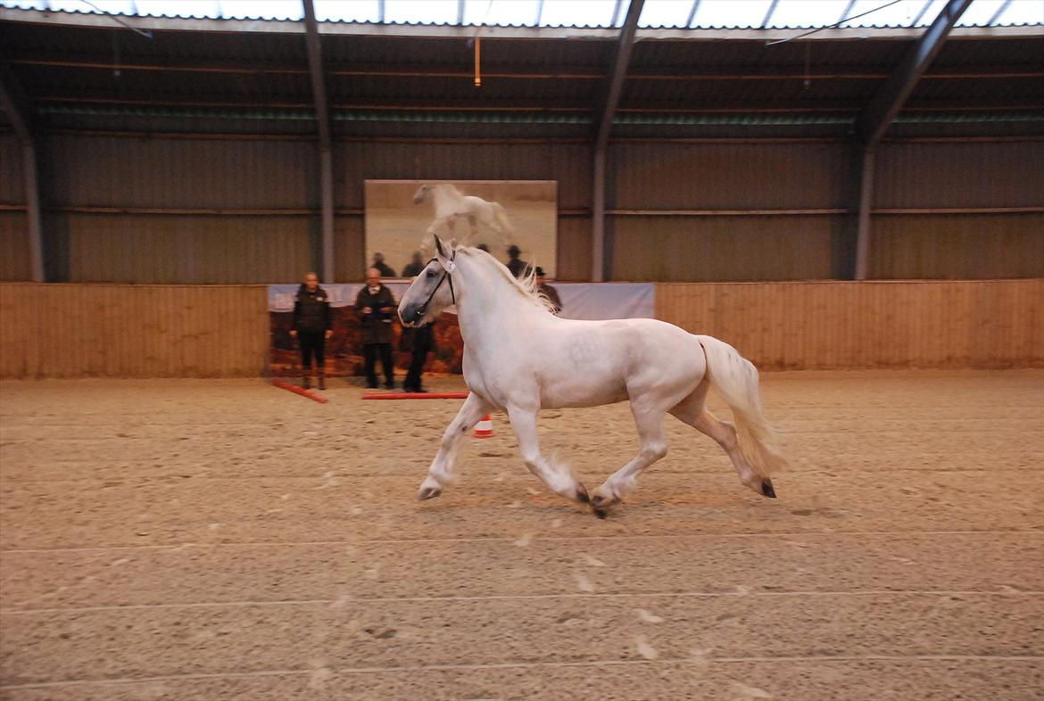 Tinker Sheik Af Irland - Sheik er den første reg. Vanner+STER i DK  billede 19