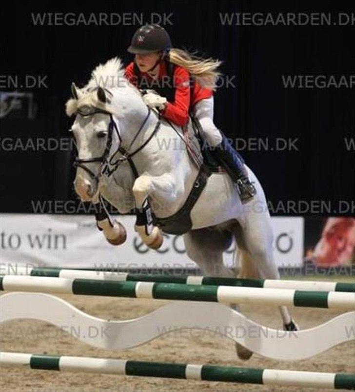 Anden særlig race CastleFarm Jimmy Blue B-pony - JBK horse show billede 14