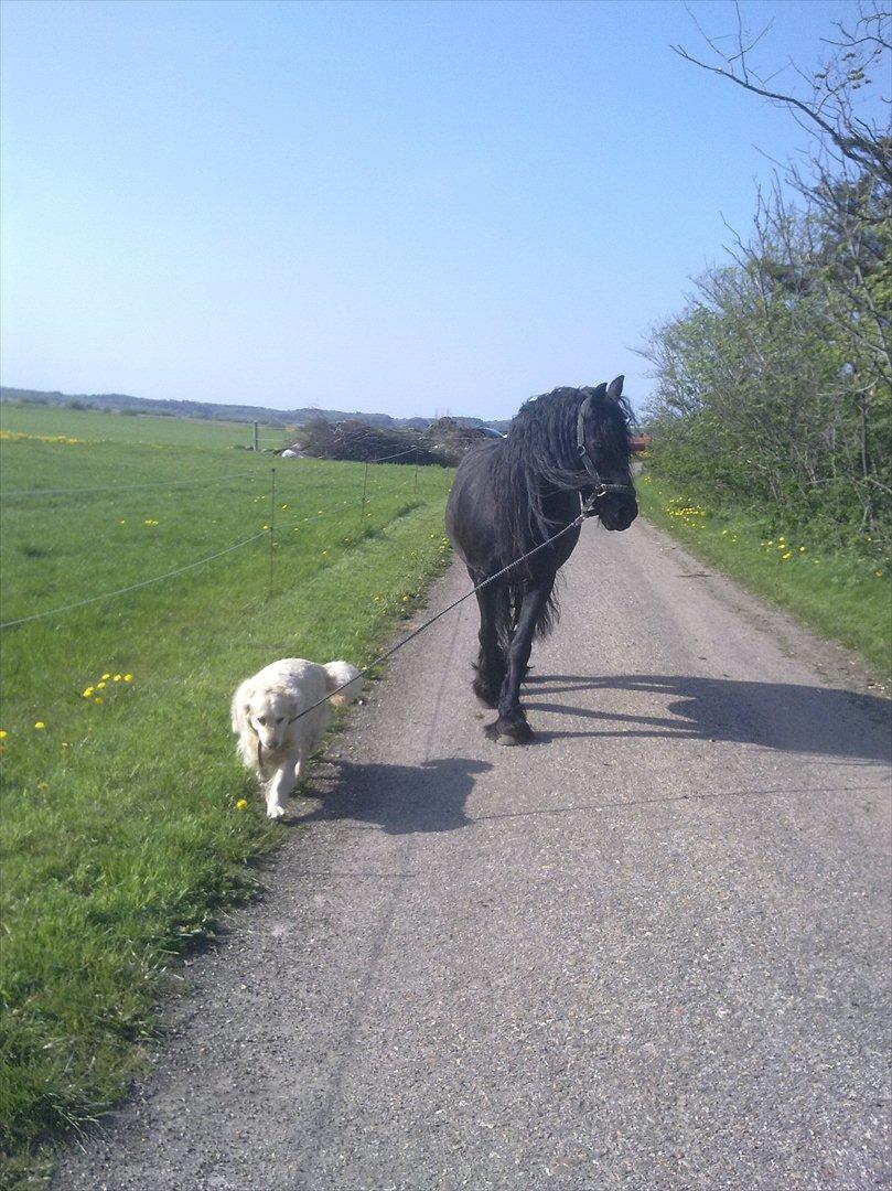 Frieser Frig - Min skønne mollie hjælper med at hente heste i engen billede 2