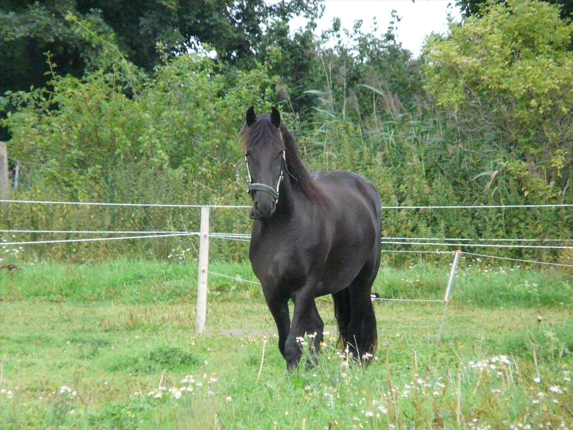 Frieser Frig billede 4