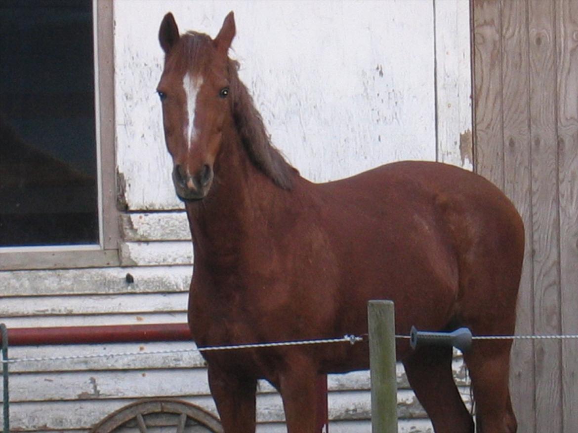 Anden særlig race Starlight billede 3