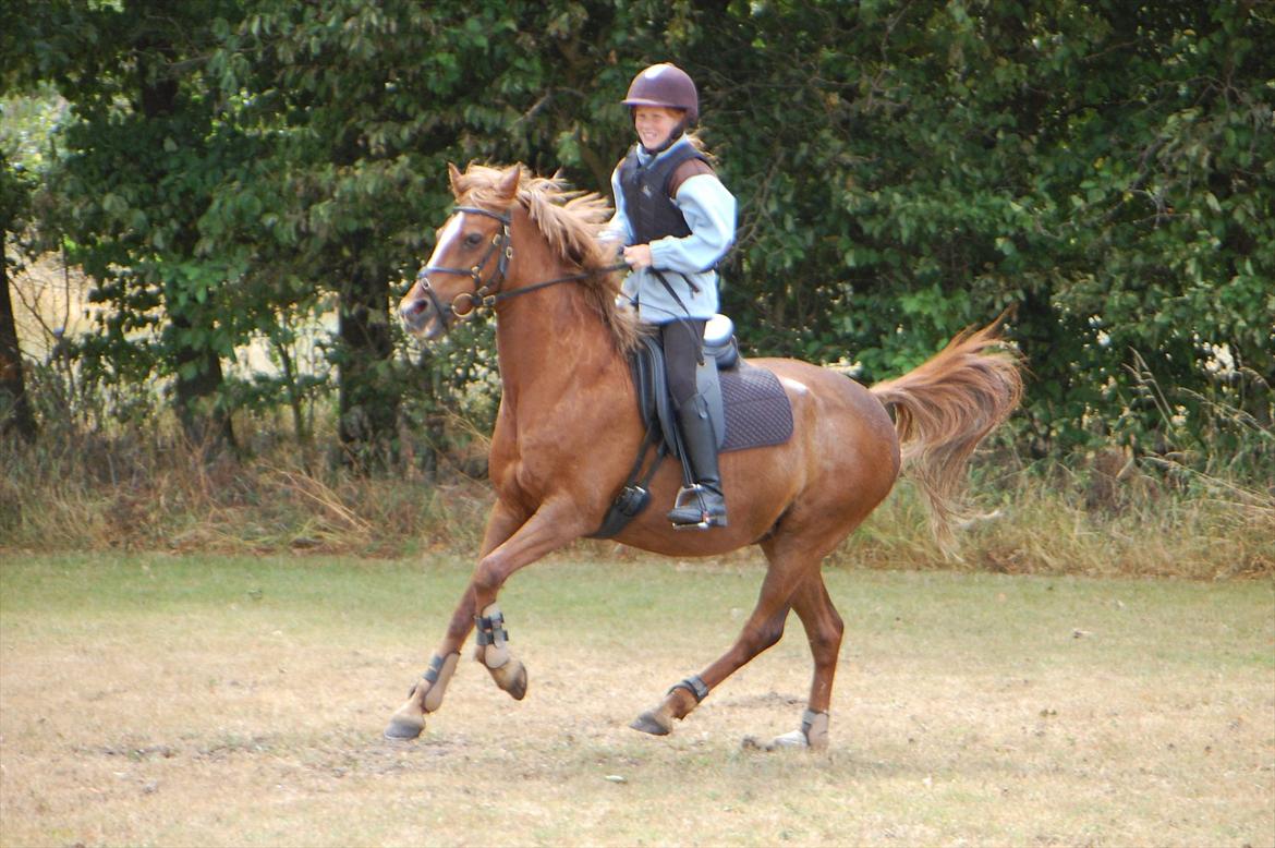 Anden særlig race Starlight - Springtræning, hun var rimlig hidsig den dag(-; billede 2