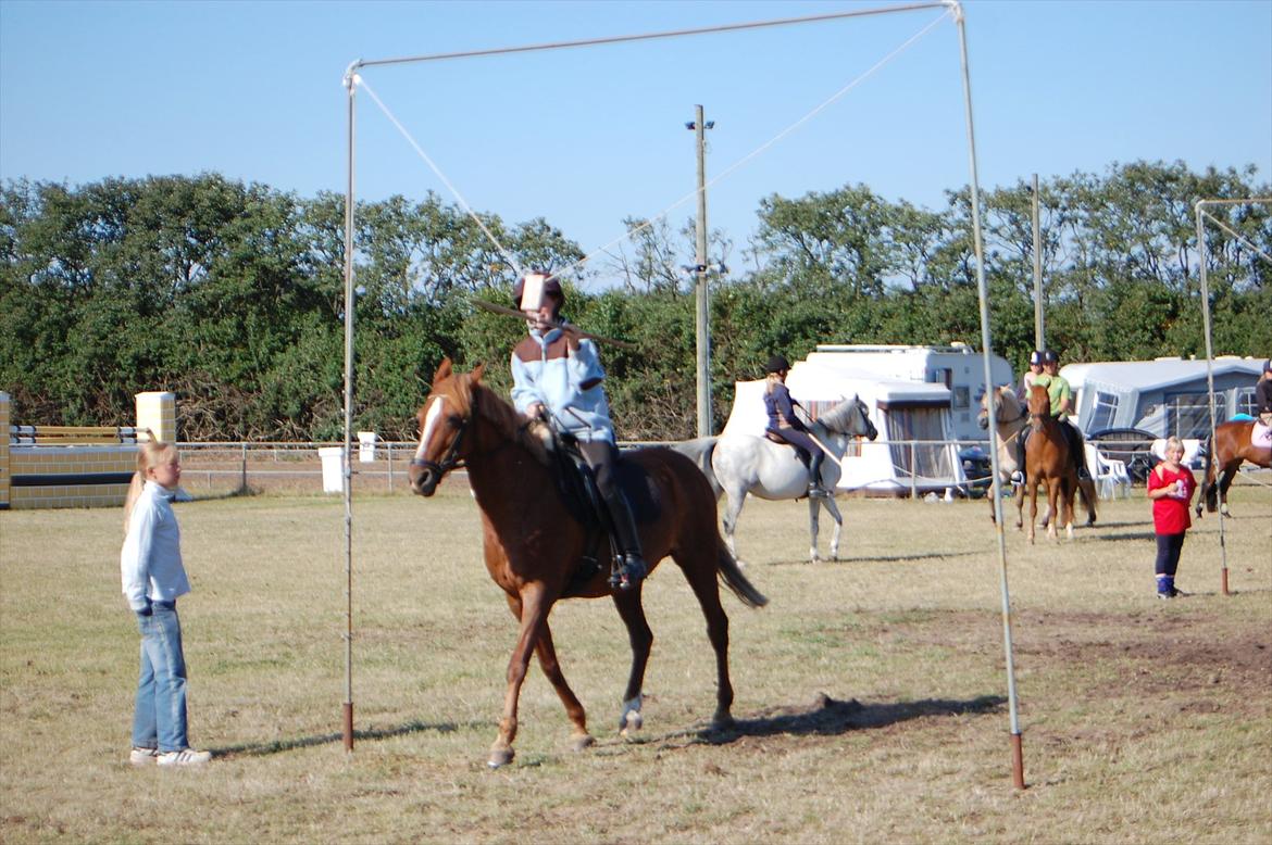Anden særlig race Starlight - Starlight kan også ringridning, hun fik en andenplads<3 billede 4