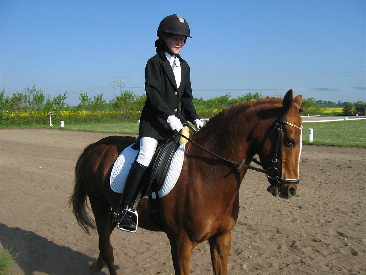 Anden særlig race Starlight - Til stævne<3<3 billede 10