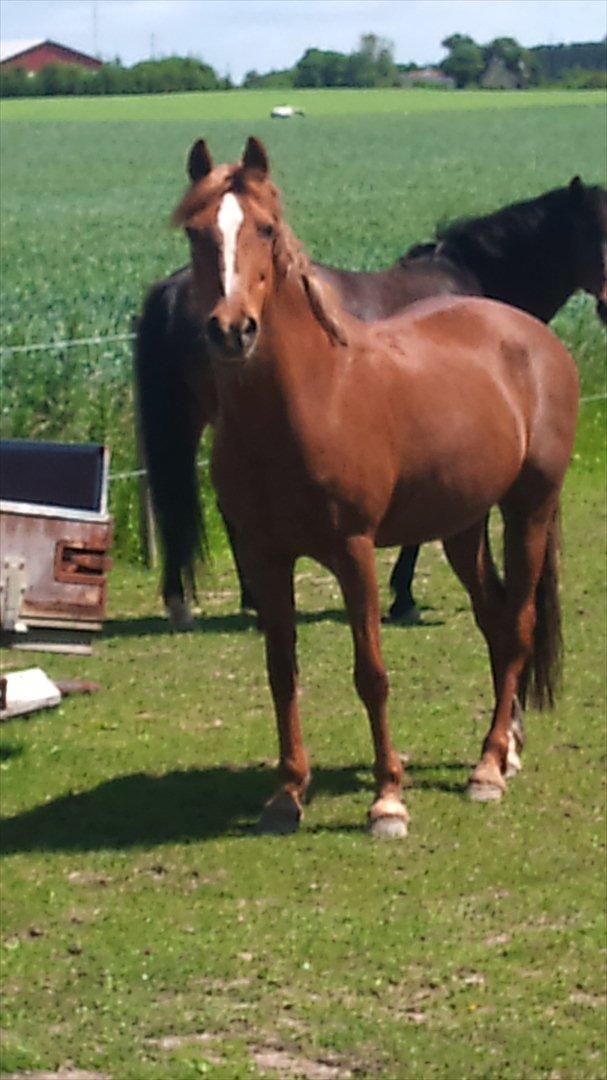 Anden særlig race Starlight billede 7