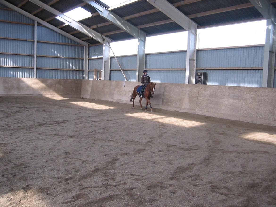 Anden særlig race Starlight billede 11