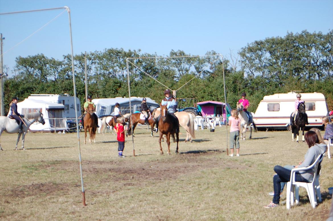 Anden særlig race Starlight billede 5