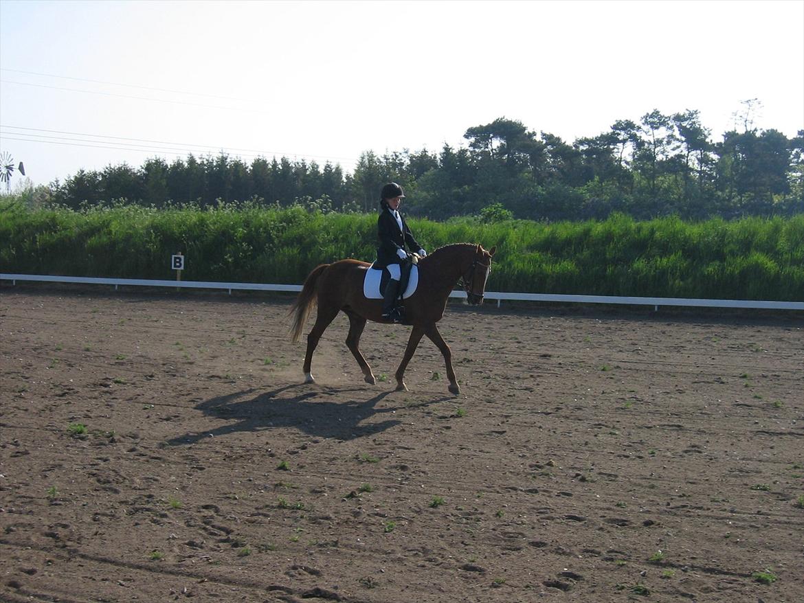 Anden særlig race Starlight billede 12