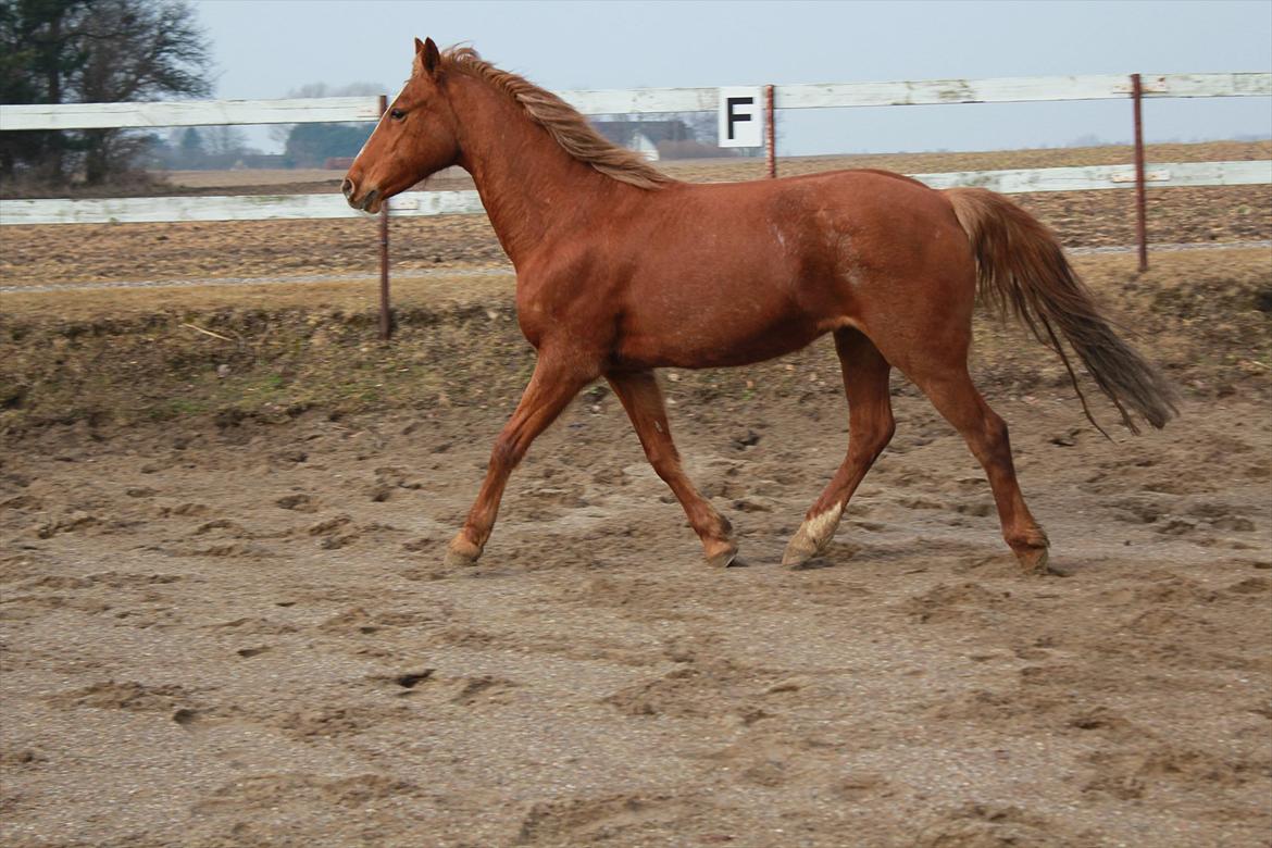 Anden særlig race Starlight billede 20