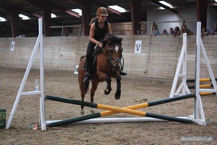 Welsh Partbred (Sec F) Mountain Mehefin (Monty) Solgt :'( - Spring træning 
ridelejr 2010 billede 11