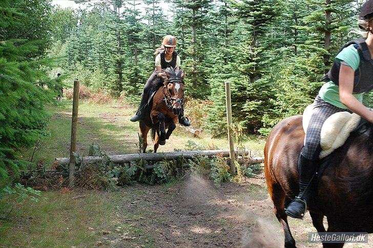 Welsh Partbred (Sec F) Mountain Mehefin (Monty) Solgt :'( - Terrænspringning
ridelejr 2010 billede 6