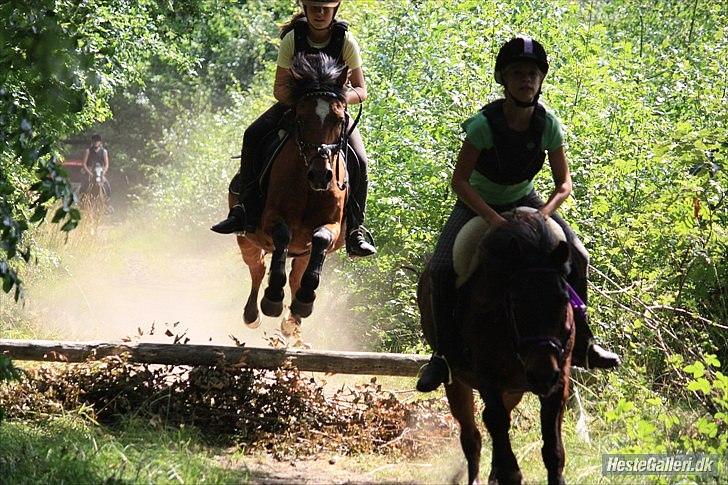 Welsh Partbred (Sec F) Mountain Mehefin (Monty) Solgt :'( - Terrænspringning
ridelejr 2010 billede 10