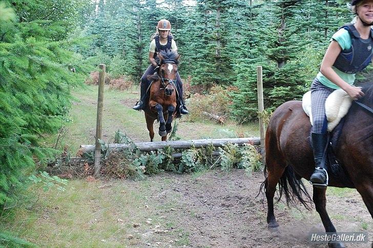 Welsh Partbred (Sec F) Mountain Mehefin (Monty) Solgt :'( - Terrænspringning
ridelejr 2010 billede 9