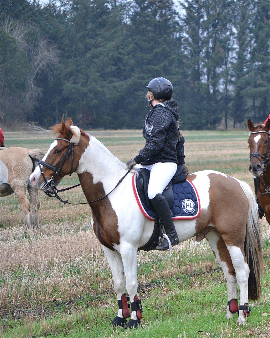Hollandsk Sportspony Zwier - Jagt i måstrup :-) billede 17