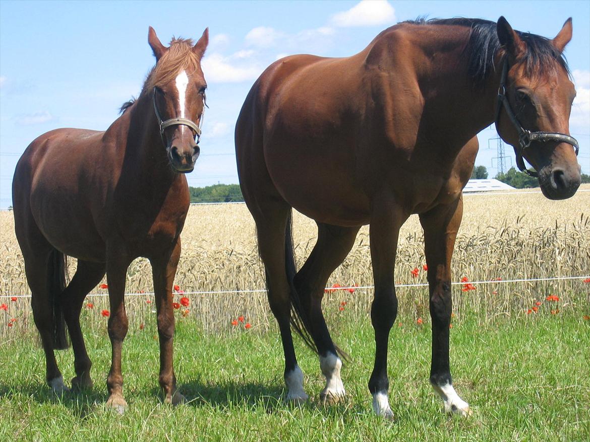 Anden særlig race Starlight - Slapper af med kæresten:-D billede 18