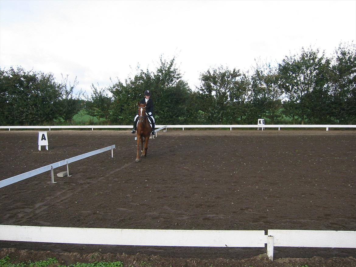 Anden særlig race Starlight billede 13