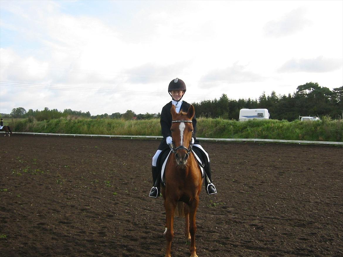 Anden særlig race Starlight billede 14