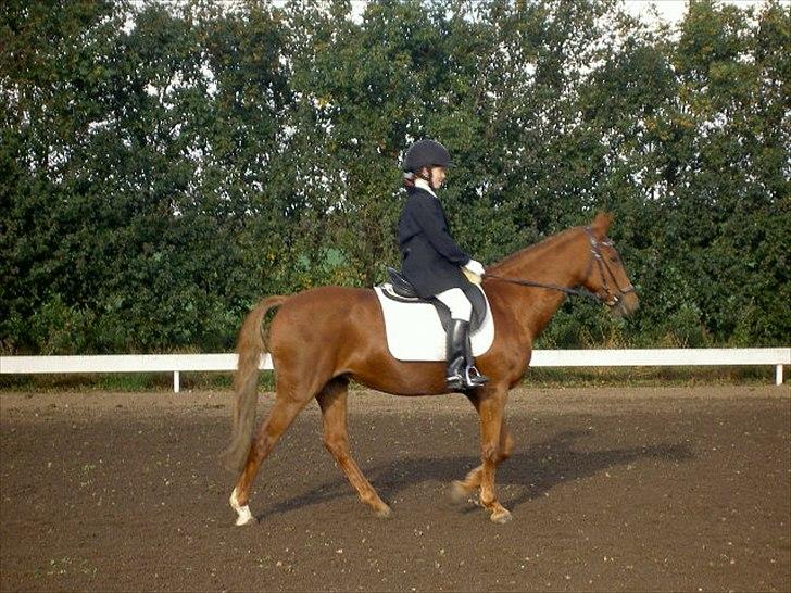 Anden særlig race Starlight billede 15