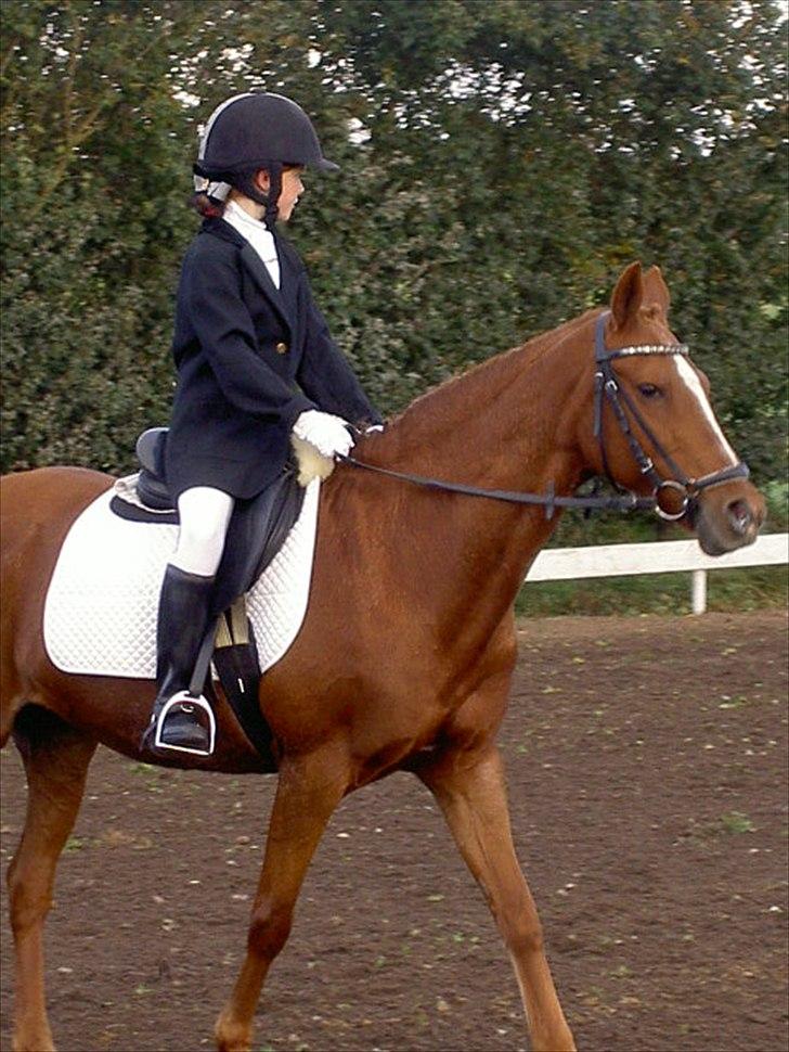 Anden særlig race Starlight billede 16