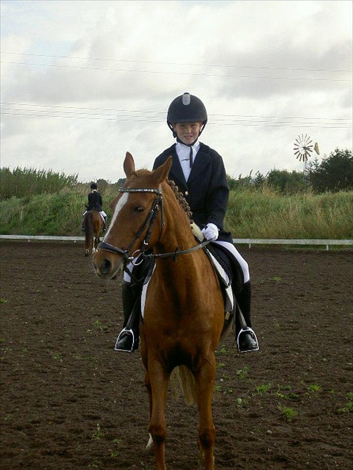 Anden særlig race Starlight billede 17