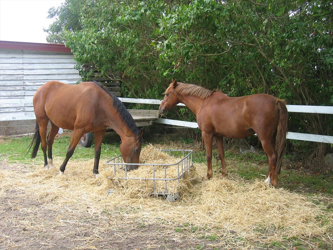 Anden særlig race Starlight billede 19