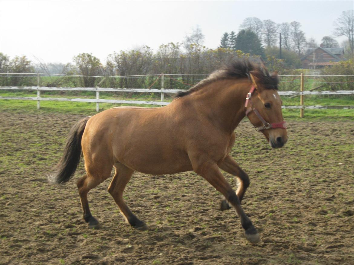 Anden særlig race Lucky  - æ' vild hest.  billede 11