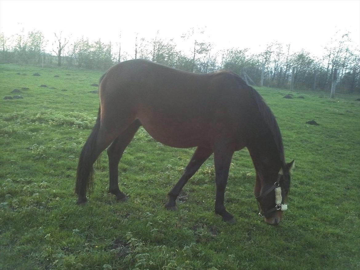 Anden særlig race Viktor billede 19