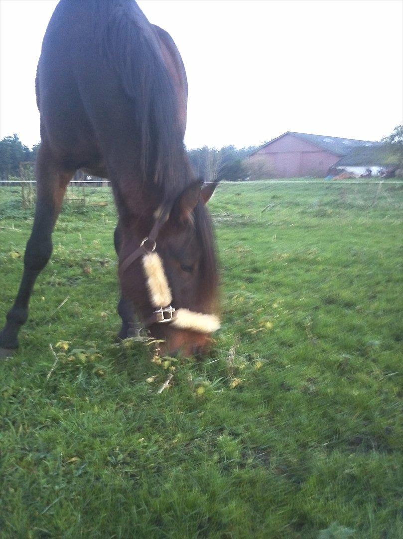 Anden særlig race Viktor billede 1