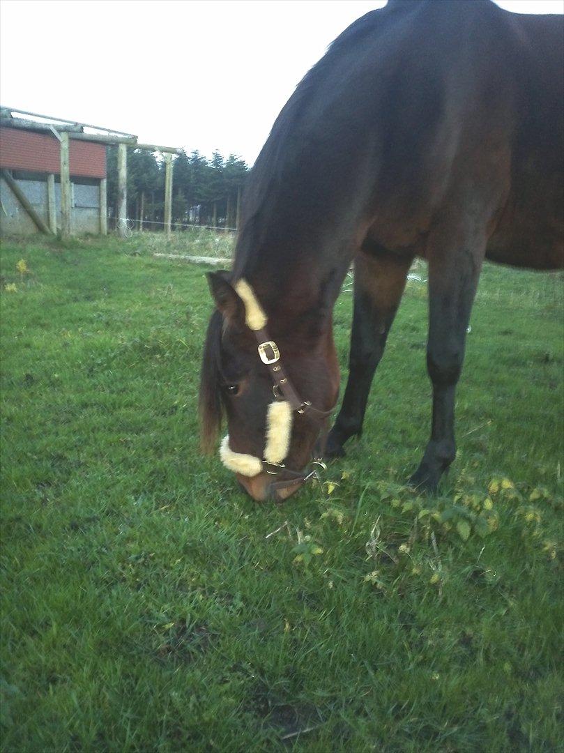 Anden særlig race Viktor billede 20