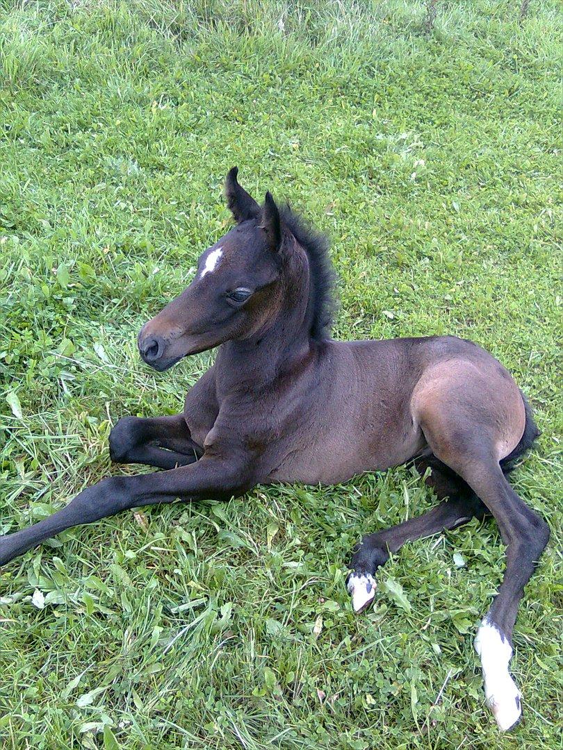 Pura Raza Española Hippico latino billede 6