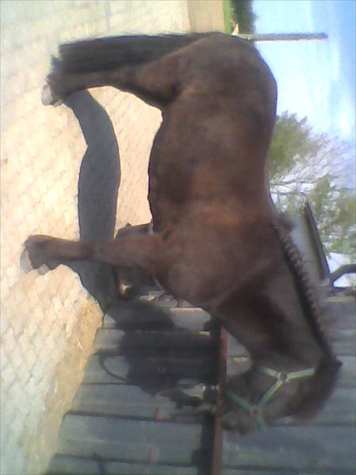 Islænder Reykur fra Vrønding billede 7