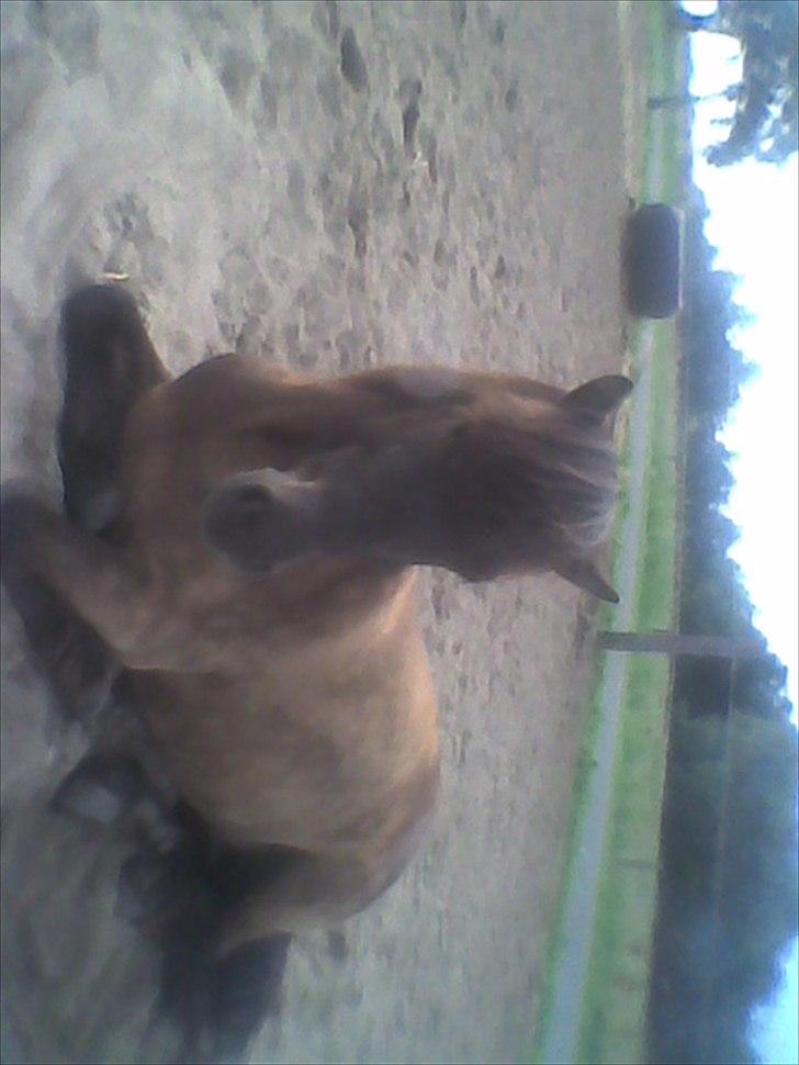 Islænder Reykur fra Vrønding billede 14