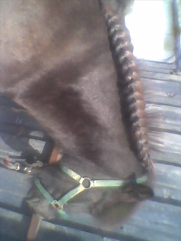 Islænder Reykur fra Vrønding billede 5