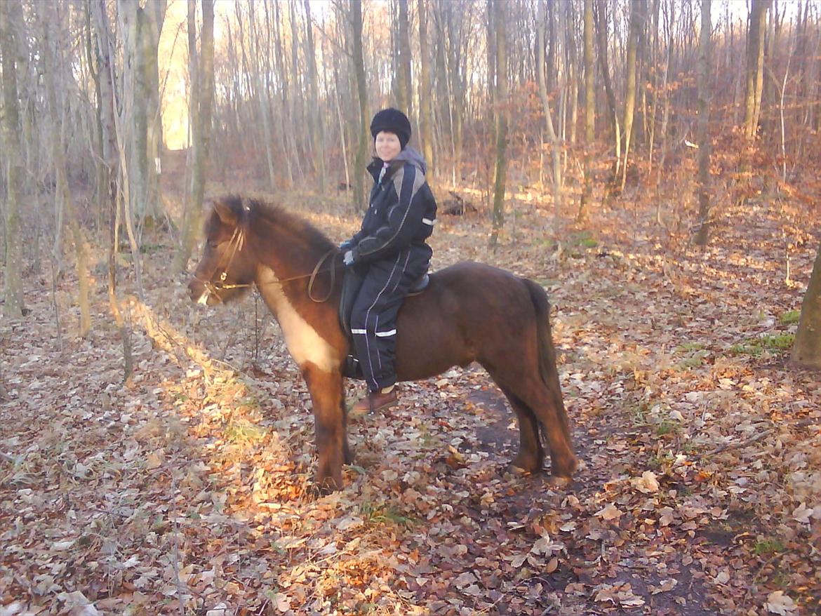 Islænder Reykur fra Vrønding billede 15
