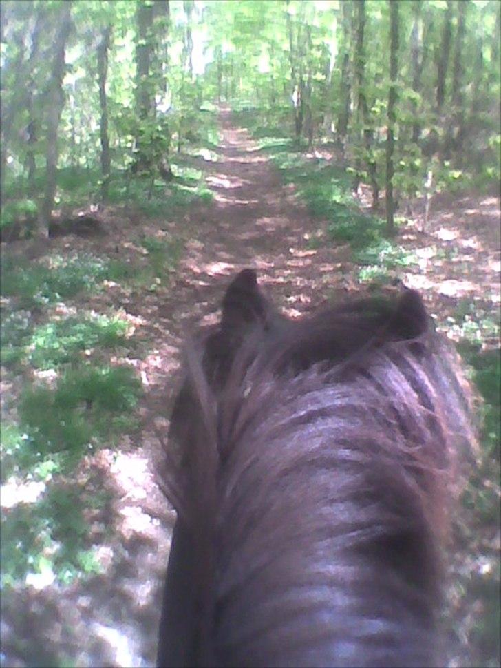 Islænder Reykur fra Vrønding billede 2