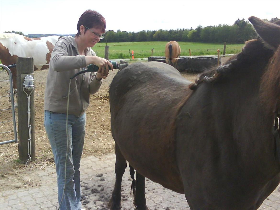 Islænder Reykur fra Vrønding billede 3