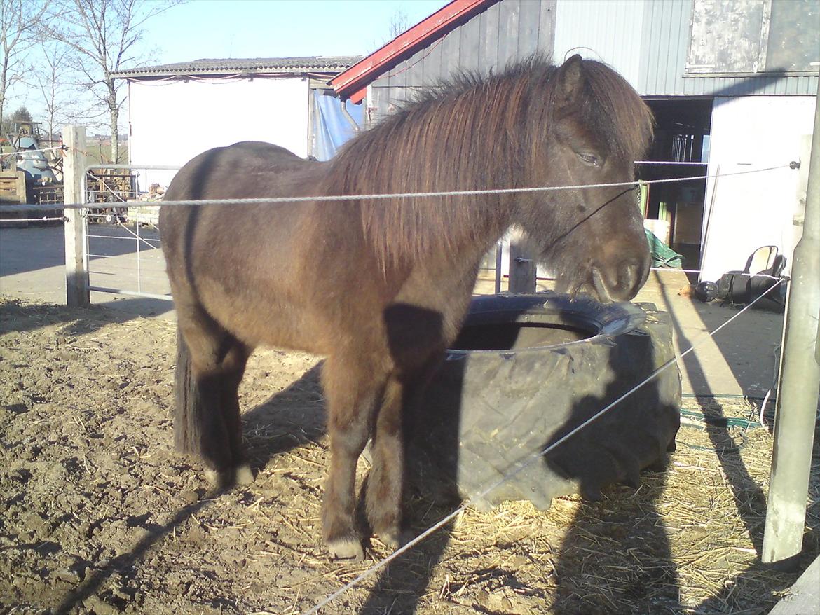 Islænder Reykur fra Vrønding billede 16