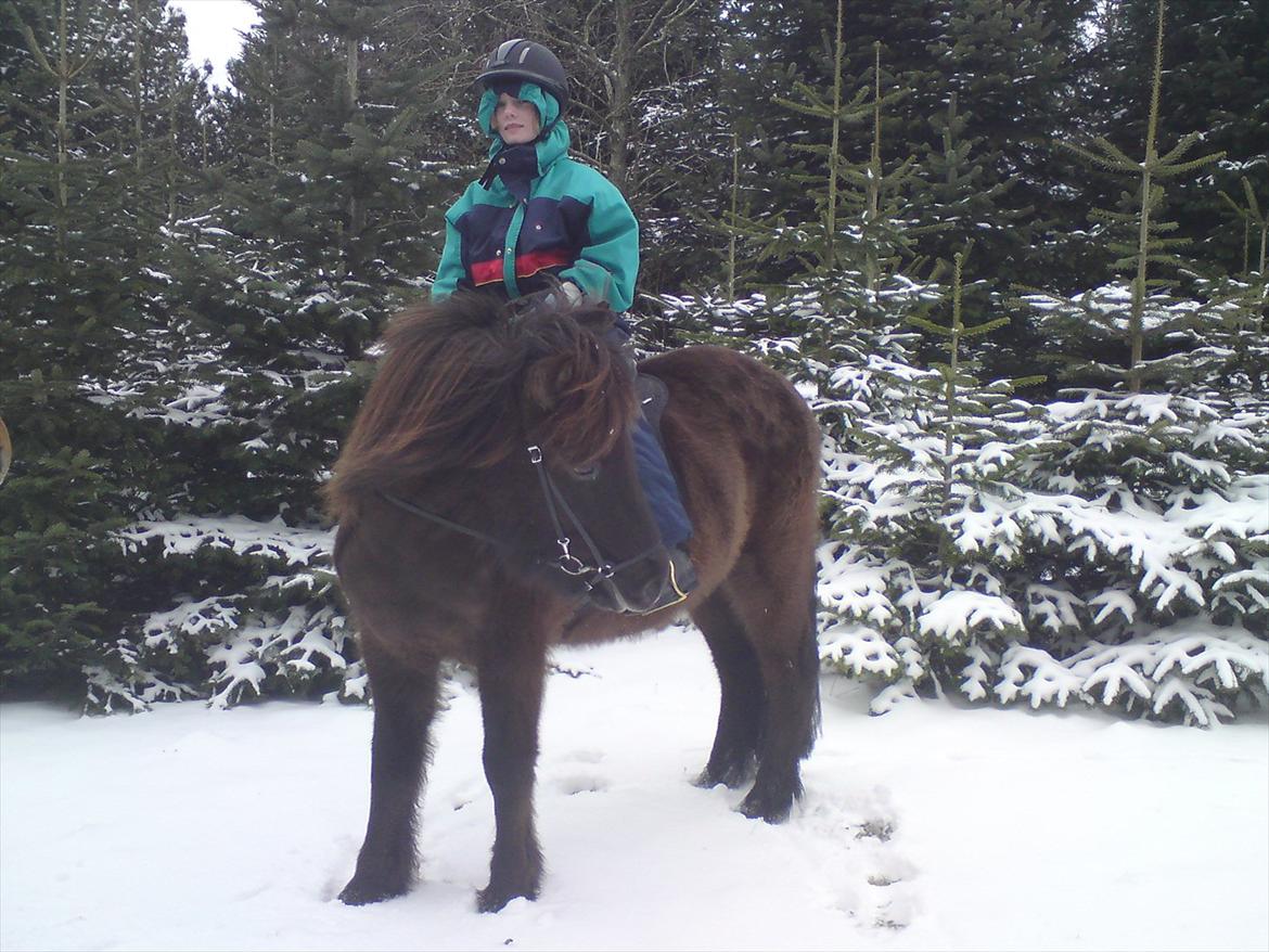 Islænder Reykur fra Vrønding billede 17