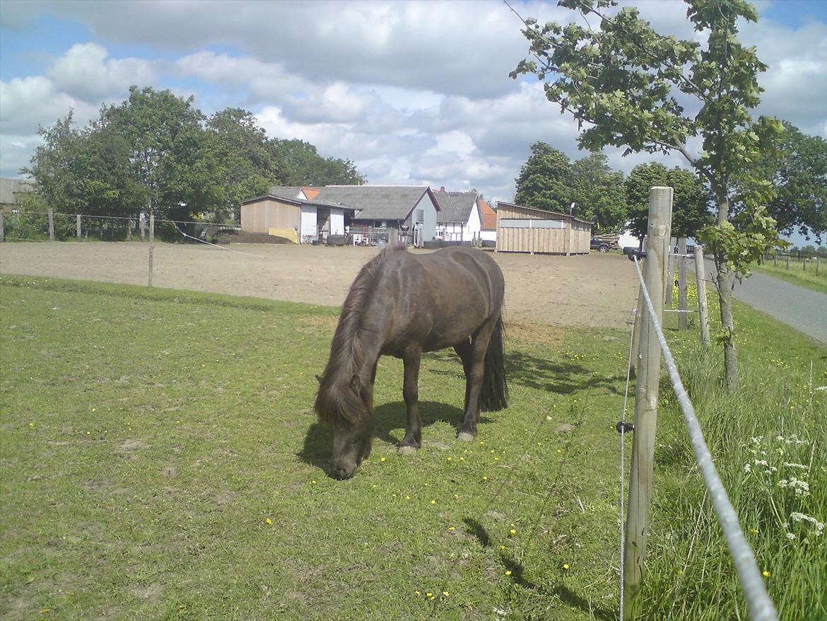 Islænder Reykur fra Vrønding billede 4