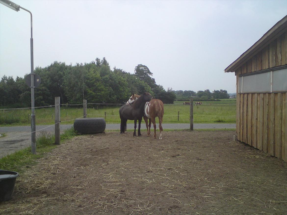 Islænder Reykur fra Vrønding billede 6