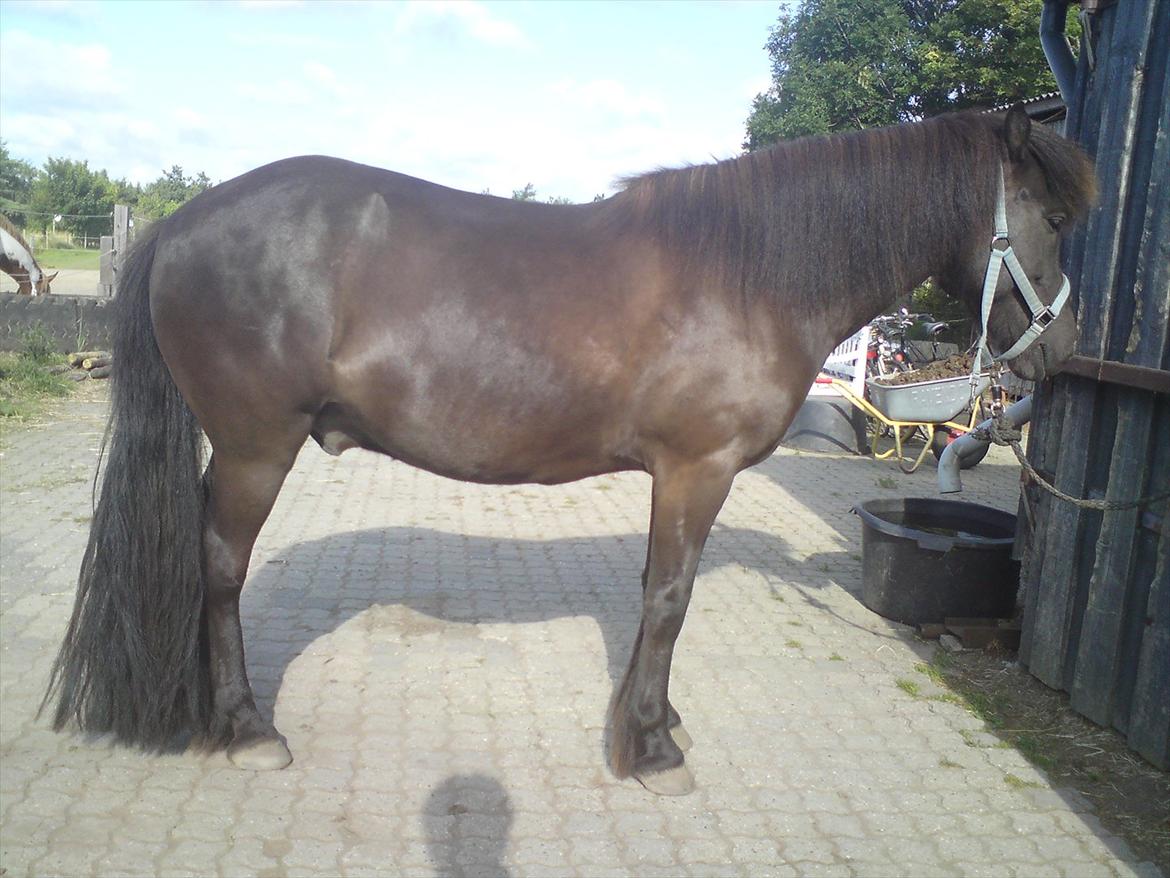 Islænder Reykur fra Vrønding billede 1