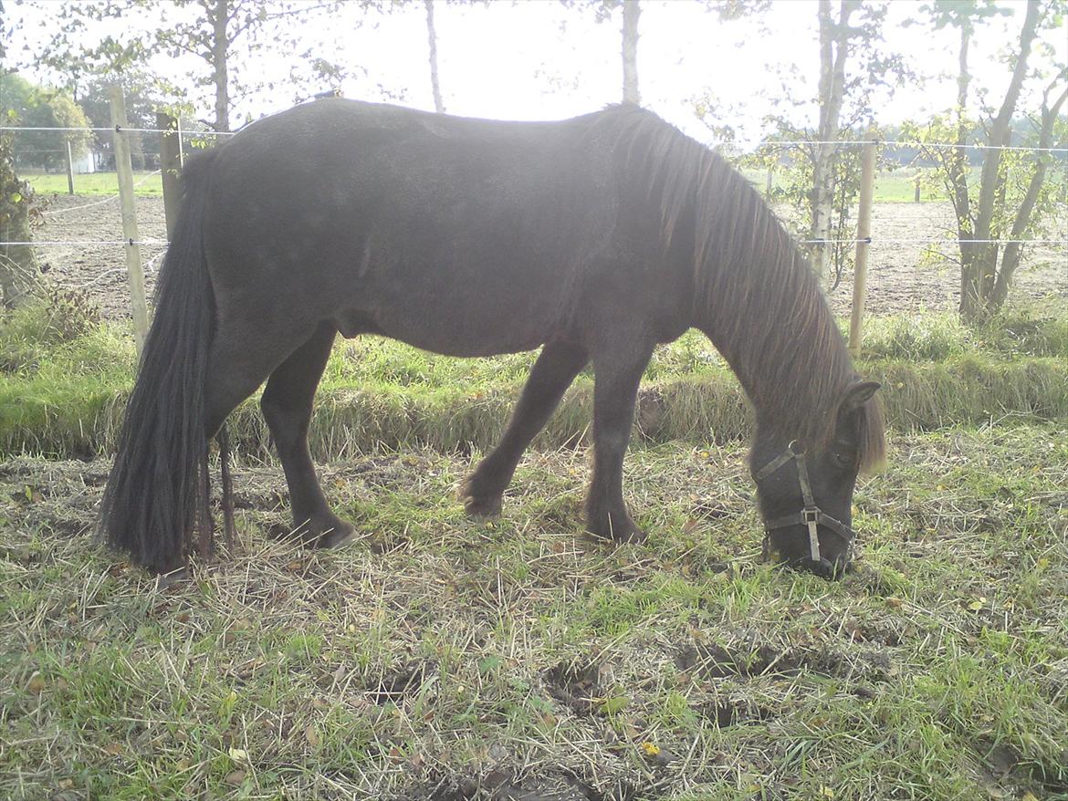Islænder Reykur fra Vrønding billede 8